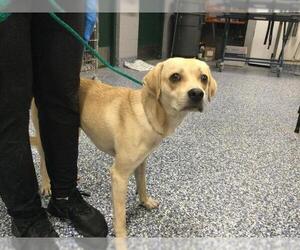 Beagle-Unknown Mix Dogs for adoption in Riverside, CA, USA
