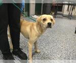 MARK - Male Beagle-Unknown Mix Dog for Adoption - Small photo