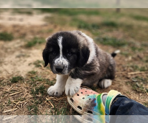 Medium Photo #17 Anatolian Shepherd Puppy For Sale in CUMBY, TX, USA