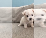 Maltipoo Puppy - Female Maltipoo (Toy) Puppy for Sale - Photo #2