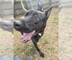 Mutt Dogs for adoption in Jackson, MS, USA