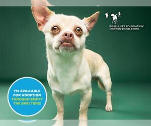French Bullhuahua Dogs for adoption in Santa Cruz, CA, USA