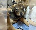 Small #4 Mutt