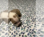 Puppy Boy 4 Boston Terrier