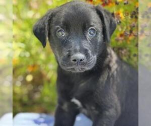 Catahoula Leopard Dog-Labrador Retriever Mix Dogs for adoption in San Diego, CA, USA
