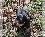 Small Photo #5 Dachshund Puppy For Sale in HARTFORD, MI, USA