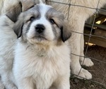 Puppy Green Collar Great Pyrenees