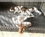 Small #1 Cavalier King Charles Spaniel