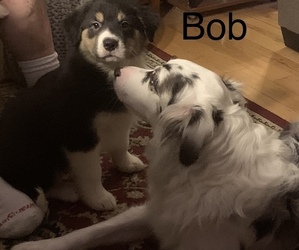 Golden Retriever Puppy for sale in READING, VT, USA