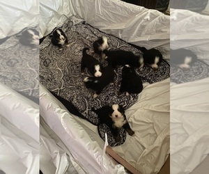 Bernese Mountain Dog Puppy for sale in WINNSBORO, SC, USA