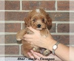 Small #1 Cavapoo