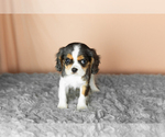 Small Cavalier King Charles Spaniel