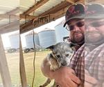 Small #1 Australian Cattle Dog
