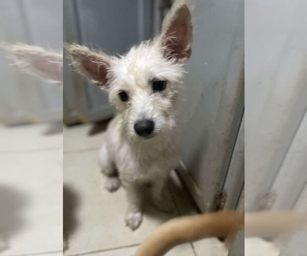 Medium Photo #7 Mutt Puppy For Sale in San Diego, CA, USA