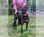 Small #1 Greyhound