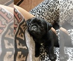 Puppy Cecelia Pug