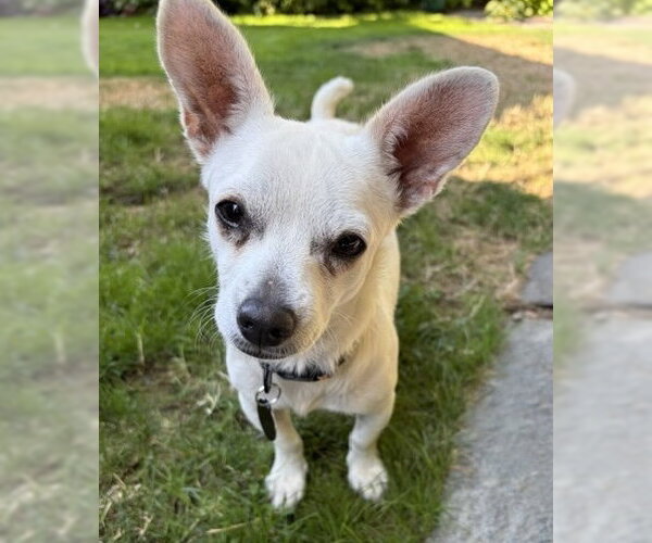 Medium Photo #1 Chihuahua-Unknown Mix Puppy For Sale in Bellevue, WA, USA