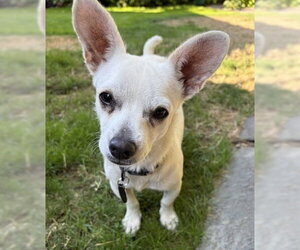 Chihuahua-Unknown Mix Dogs for adoption in Bellevue, WA, USA