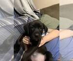 Puppy jet Labrador Retriever-Saint Bernard Mix
