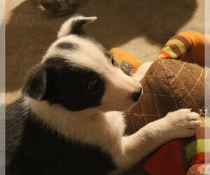 Australian Cattle Dog-Border Collie Mix Puppy for sale in LEHIGH, IA, USA