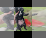 Small #3 Pomapoo (Toy)