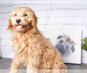 Goldendoodle (Miniature) Puppy for sale in RED LION, PA, USA