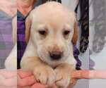 Small #5 Labrador Retriever
