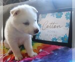 Puppy Cotton Siberian Husky