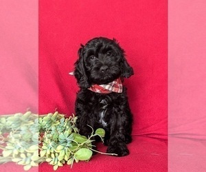 Cock-A-Poo Puppy for sale in PEACH BOTTOM, PA, USA