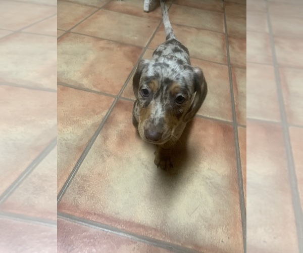 Medium Photo #8 Dachshund Puppy For Sale in DENHAM SPRINGS, LA, USA