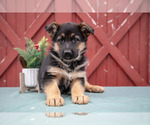 Puppy 6 German Shepherd Dog