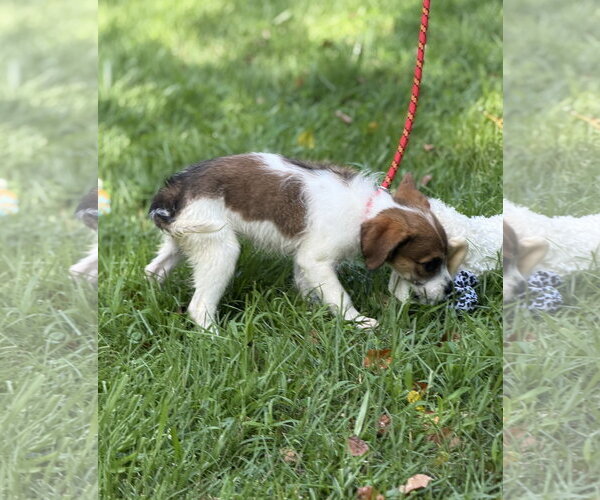 Medium Photo #2 Mutt Puppy For Sale in Yardley, PA, USA