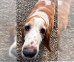 Small #3 Basset Hound