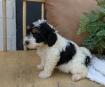 Small #3 Poovanese