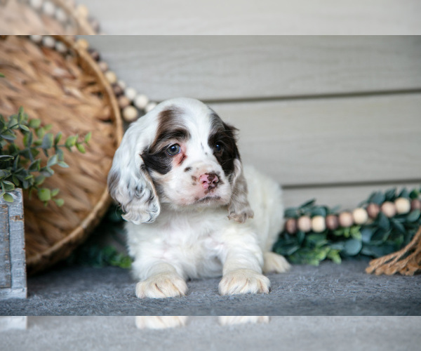 Medium Photo #2 Cocker Spaniel Puppy For Sale in SEAMAN, OH, USA