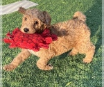 Small Photo #9 Goldendoodle Puppy For Sale in EL MIRAGE, AZ, USA