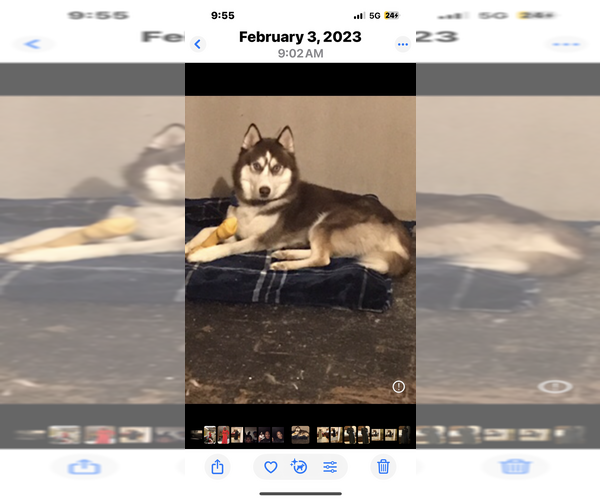 Medium Photo #1 Goldendoodle-Siberian Husky Mix Puppy For Sale in MERRILLVILLE, IN, USA