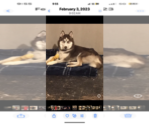 Father of the Goldendoodle-Siberian Husky Mix puppies born on 06/18/2025