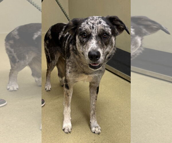Medium Photo #1 Catahoula Leopard Dog Puppy For Sale in Petaluma, CA, USA