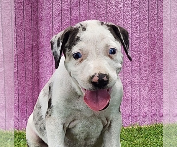 Medium Photo #5 Catahoula Leopard Dog Puppy For Sale in CUMBY, TX, USA