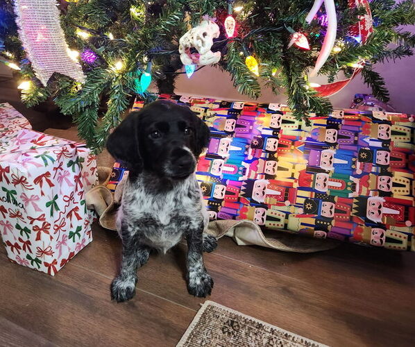 Medium Photo #1 German Shorthaired Pointer-Goldendoodle Mix Puppy For Sale in WILLACOOCHEE, GA, USA