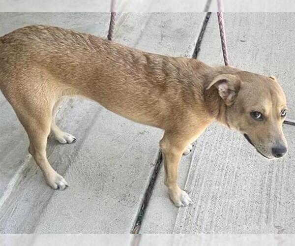 Medium Photo #2 Labrador Retriever-Unknown Mix Puppy For Sale in Houston, TX, USA