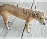 Small #1 Labrador Retriever Mix