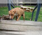 Small Photo #5 Labrador Retriever-Unknown Mix Puppy For Sale in Sebec, ME, USA
