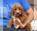 Small #4 Cavapoo