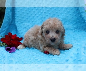 Bichpoo Puppy for sale in SHILOH, OH, USA