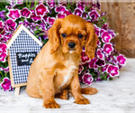 Small Photo #3 Cavalier King Charles Spaniel Puppy For Sale in WAKARUSA, IN, USA
