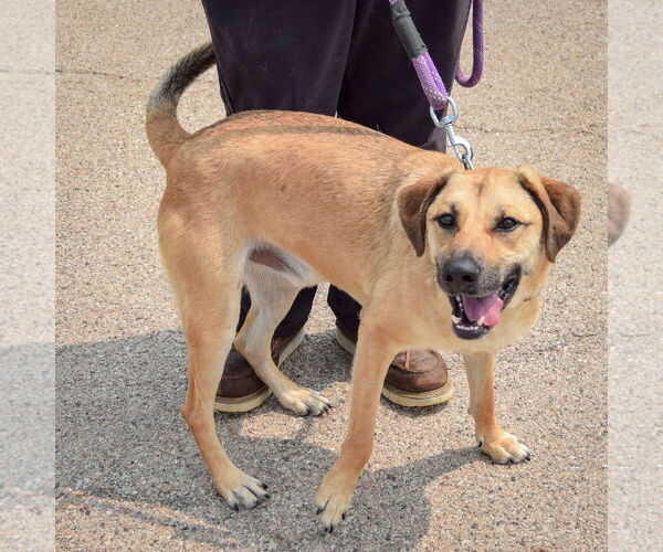 Medium Photo #4 Black Mouth Cur-German Shepherd Dog Mix Puppy For Sale in Huntley, IL, USA