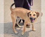 Small #3 Black Mouth Cur-German Shepherd Dog Mix