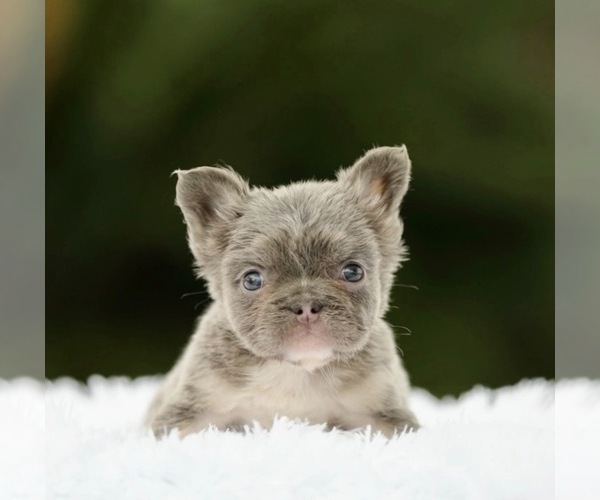 Medium Photo #3 French Bulldog Puppy For Sale in PORTLAND, OR, USA